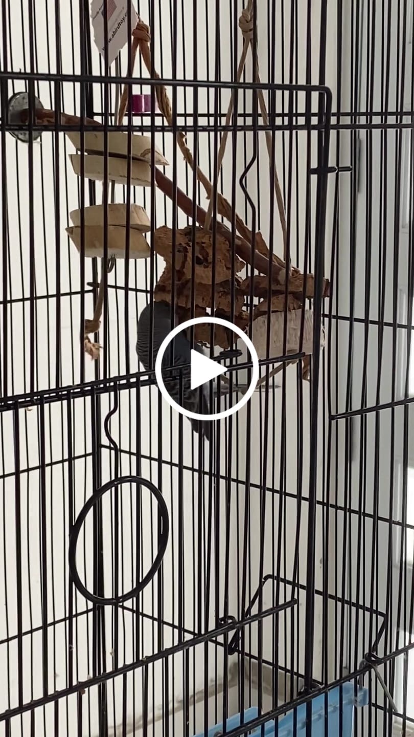 Customer video review of Balsa & Cork Double Stack by Cheep Thrills Bird Toys