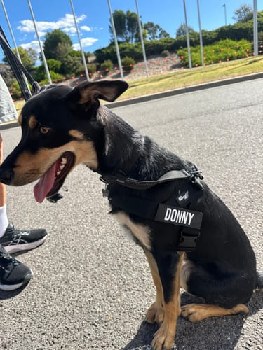 Customer photo review of Walk Essentials