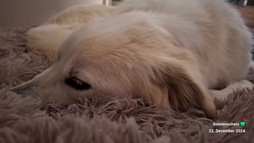 Customer photo review of Puppery Hundebett Wolke 7 - Das Original