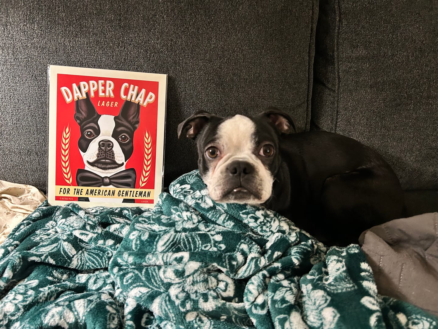 Customer photo review of Boston Terrier Art "Dapper Chap Lager" Art Print by Krista Brooks