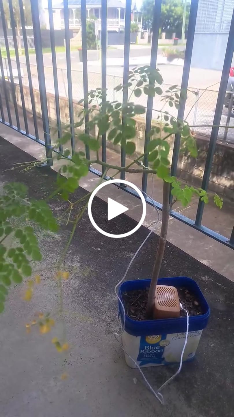 Customer video review of PlantWave