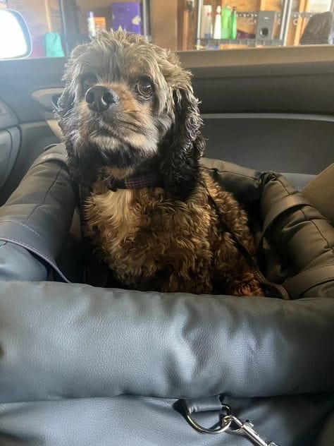 Customer photo review of Luxury Elevated Dog Car Travel Bed
