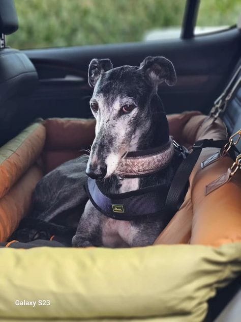 Customer photo review of Luxury Elevated Dog Car Travel Bed