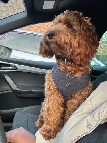 Customer photo review of Midnight┃Bouclé Adjustable Harness