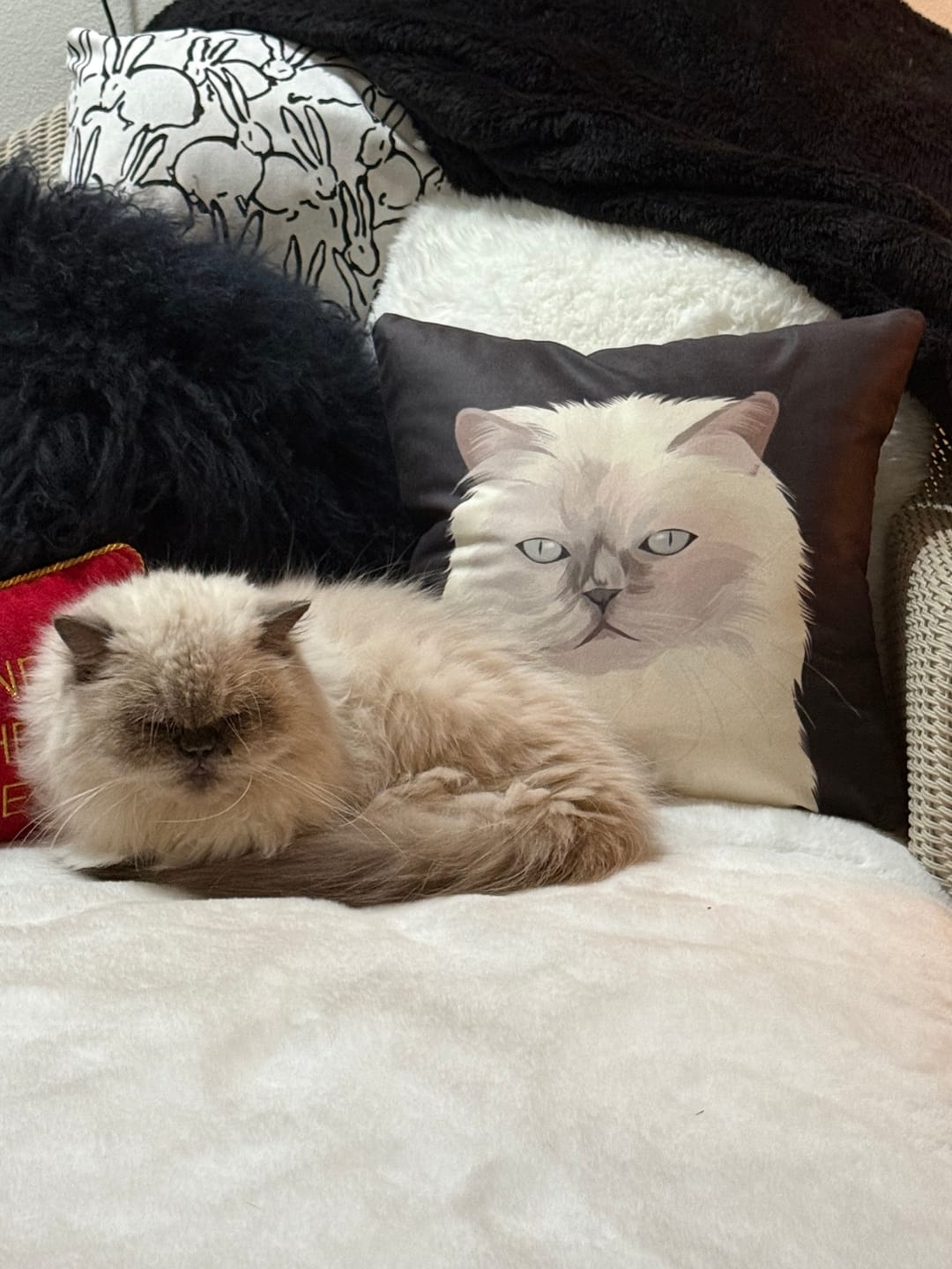 Customer photo review of Custom Pet Portrait Pillow - Faux Suede - NEW!