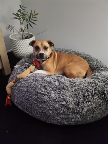 Customer photo review of PaWz Premium Calming Pet Bed with Removable Cover