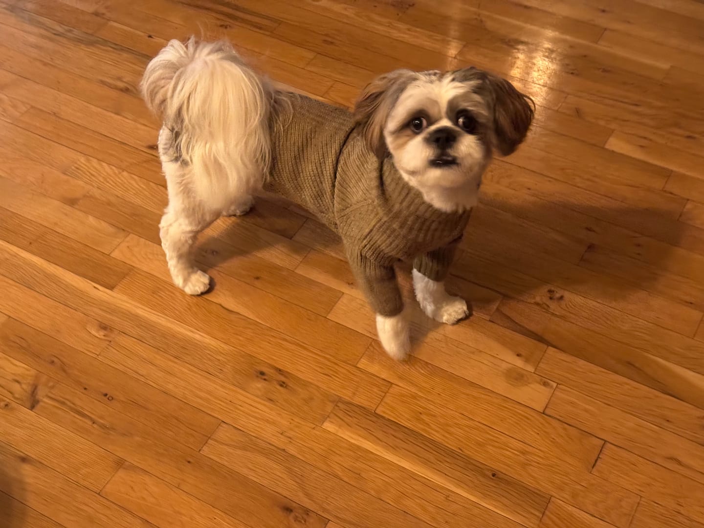 Customer photo review of KING KALM CBD 75mg - Small Dog & Cat Formula  20lbs or less