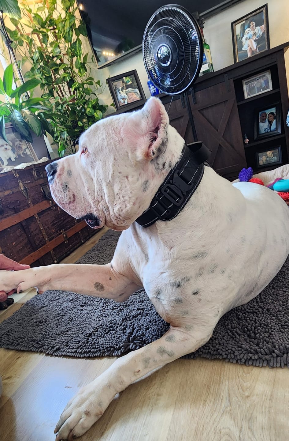 Customer photo review of 2.5" ProGuard Tactical Collar