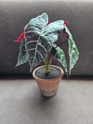 Customer photo review of Kunst Alocasia 29cm