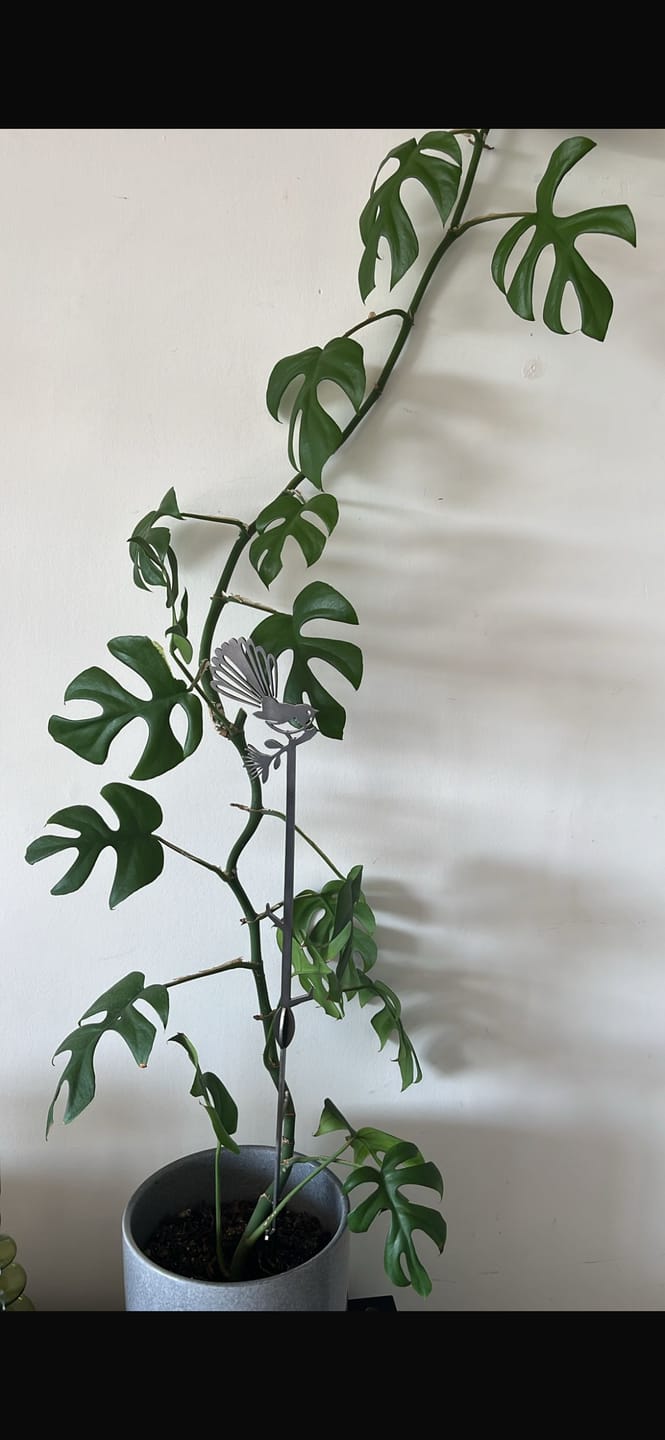 Customer photo review of Pīwakawaka Plant Stake - 70cm