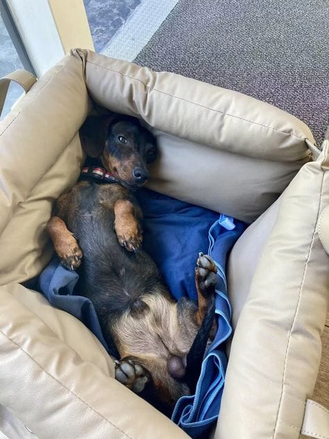 Customer photo review of Luxury Elevated Dog Car Travel Bed
