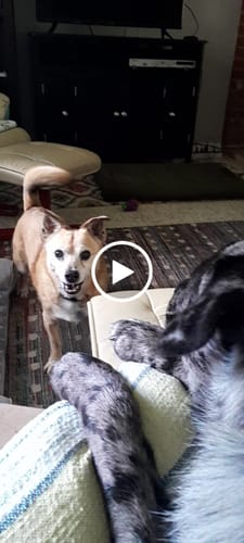 Customer video review of Freedom Joint Drops