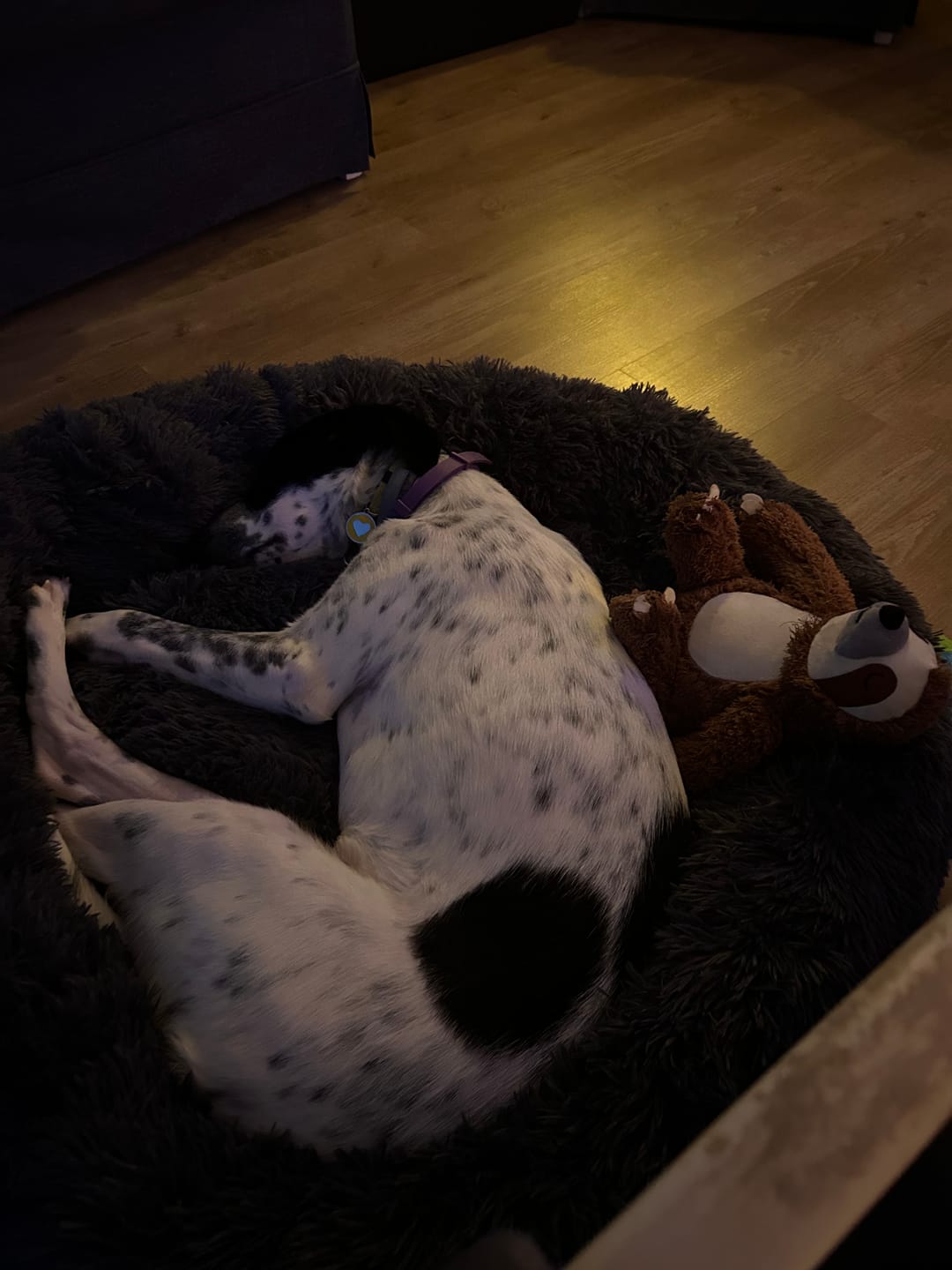 Customer photo review of Mellowpurr Huzurlu Paws Yatağı | Süper Yumuşak