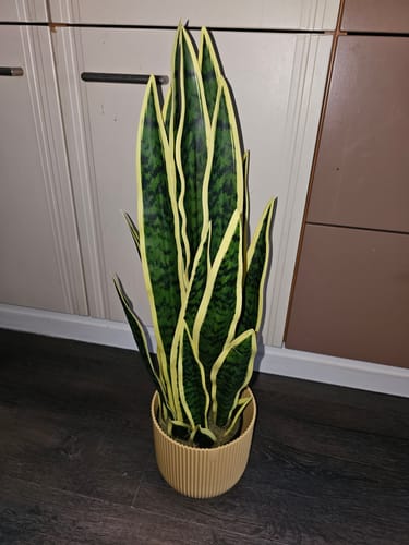 Customer photo review of Sansevieria Kunstplant 70cm