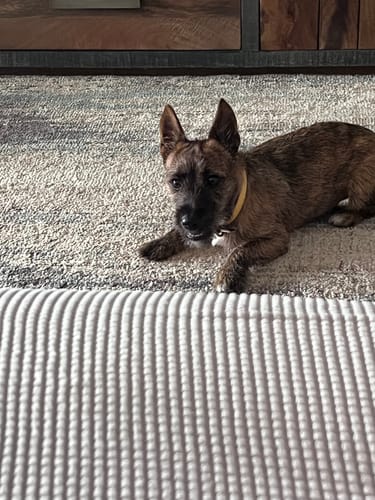Customer photo review of Aussie Beef Neck Tendons (Small-Large Dogs)