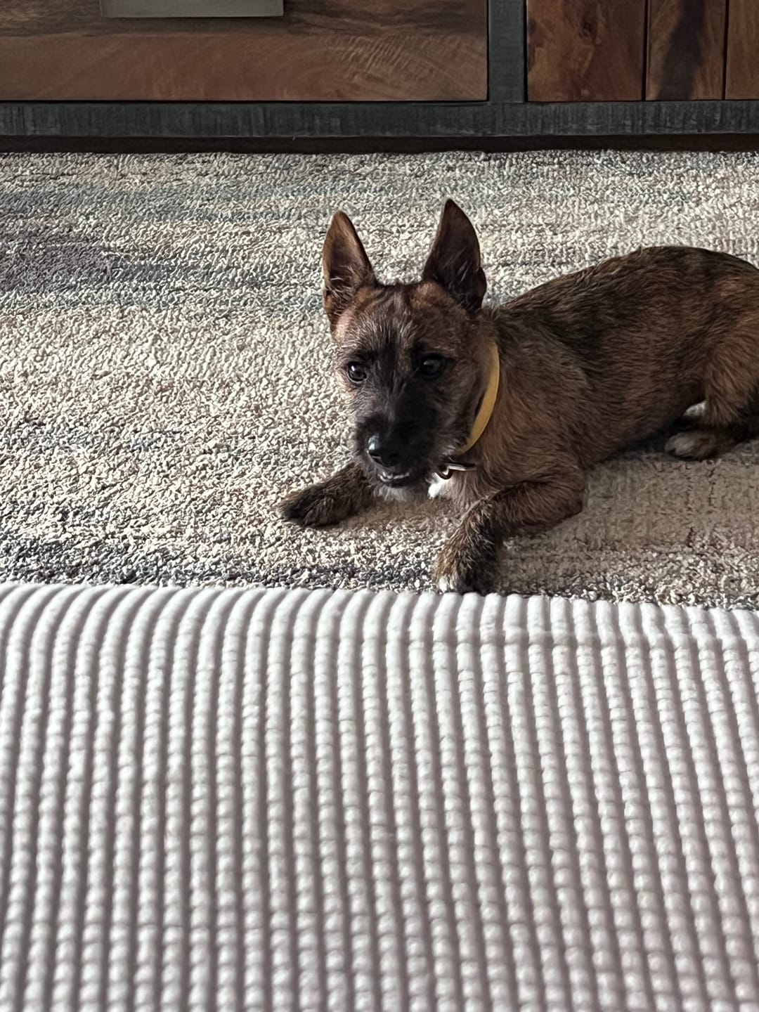 Customer photo review of Aussie Beef Neck Tendons (Small-Large Dogs)