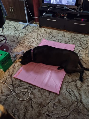 Customer photo review of Dog Cooling Mat