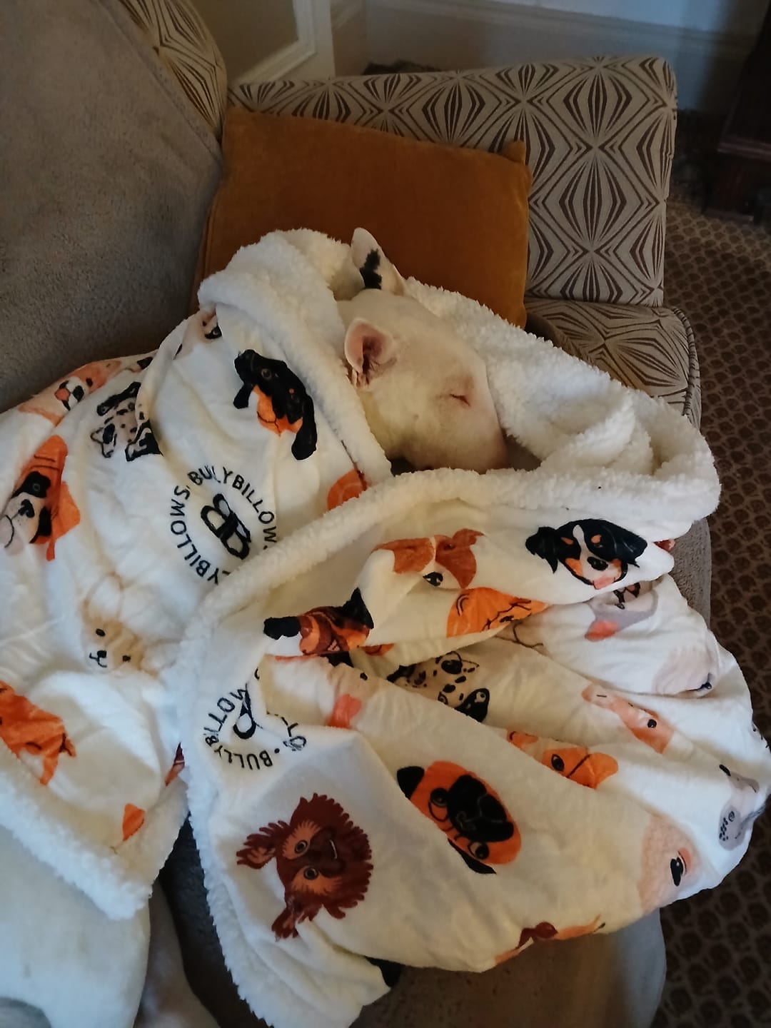 Customer photo review of Luxury Dog & Human Blanket