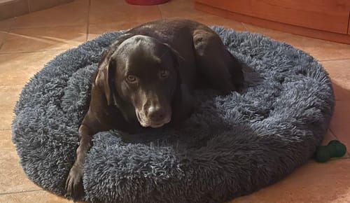 Customer photo review of Cuccia Sfoderabile Antistress Per Cani e Gatti - SuperCucciolo®