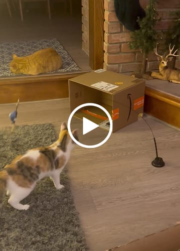 Customer video review of Interactive Bird Simulation Cat Toy Set