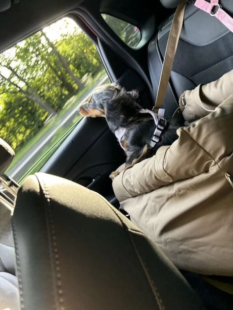 Customer photo review of Luxury Elevated Dog Car Travel Bed