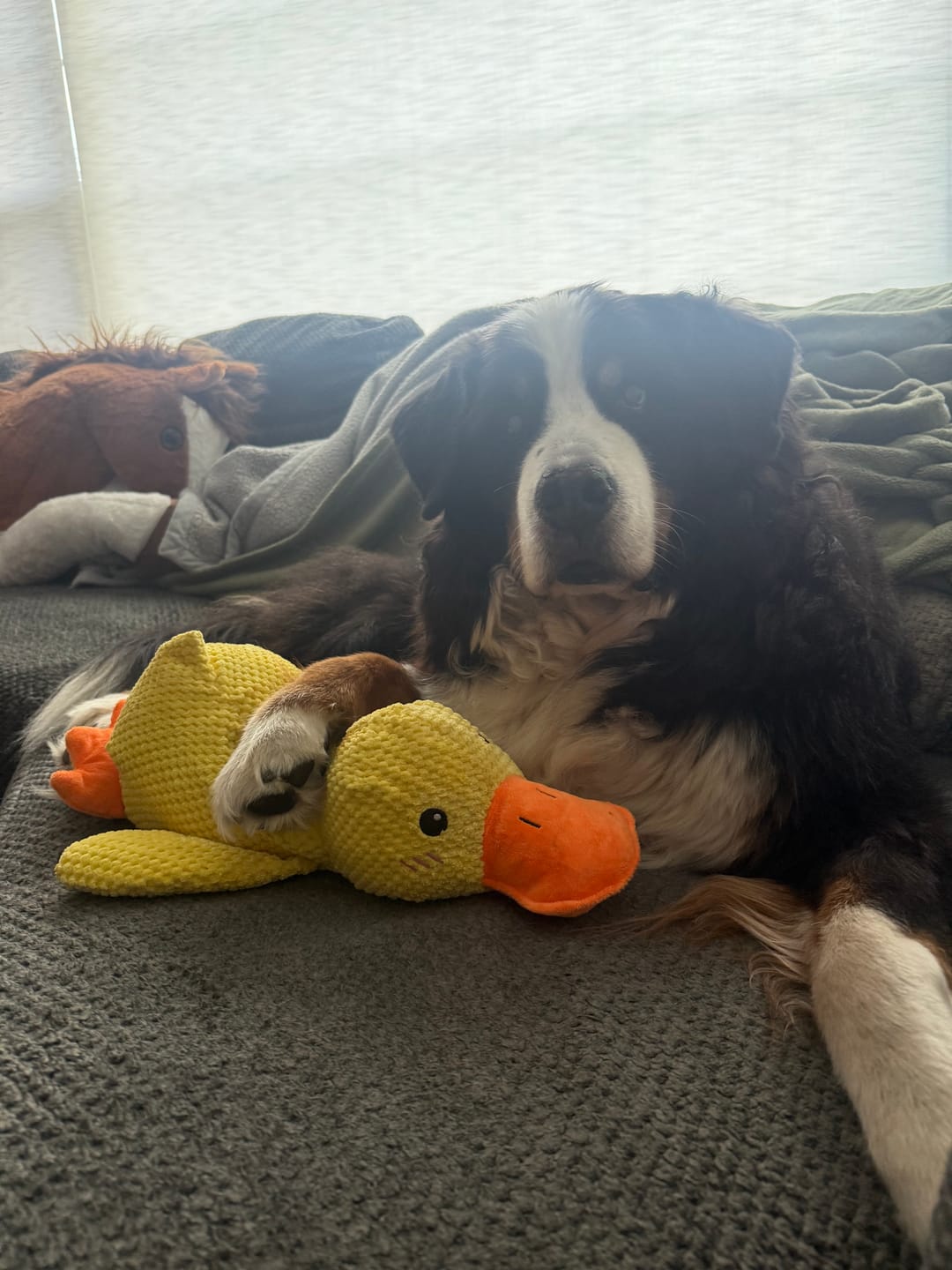Customer photo review of Calming Duck
