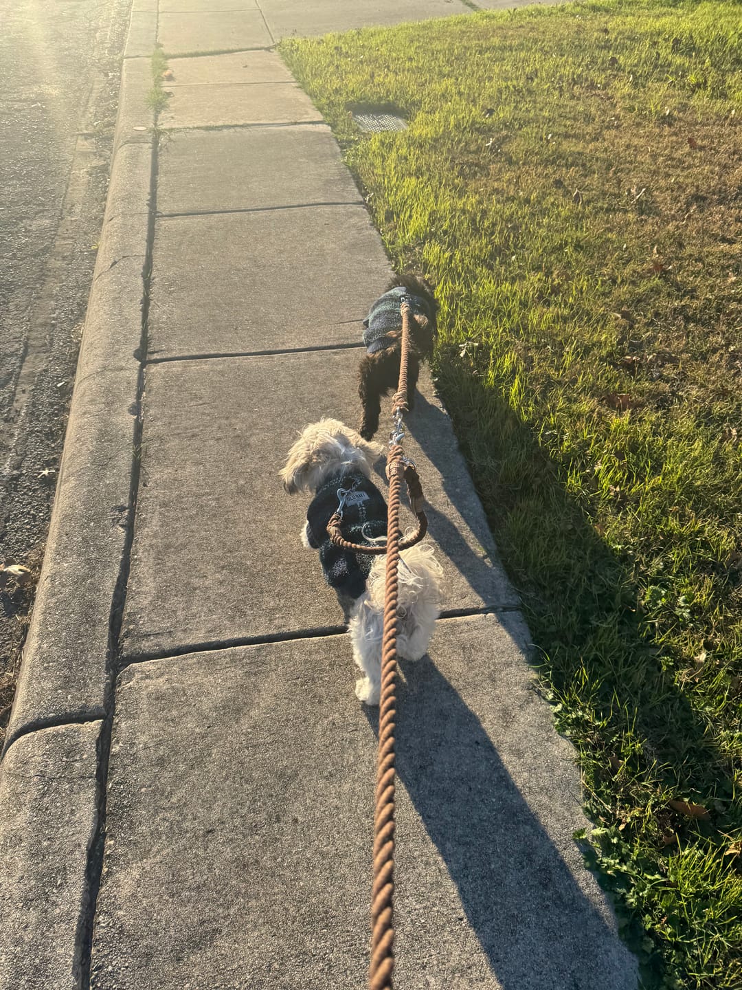 Customer photo review of 6-IN-1 Hands Free Cotton Rope Dog Leash