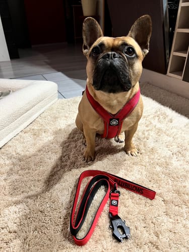 Customer photo review of Slip on Harness | Foam Padded - Red