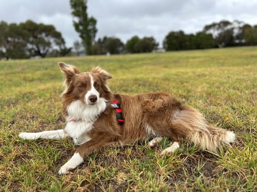 Customer photo review of Dog Harness