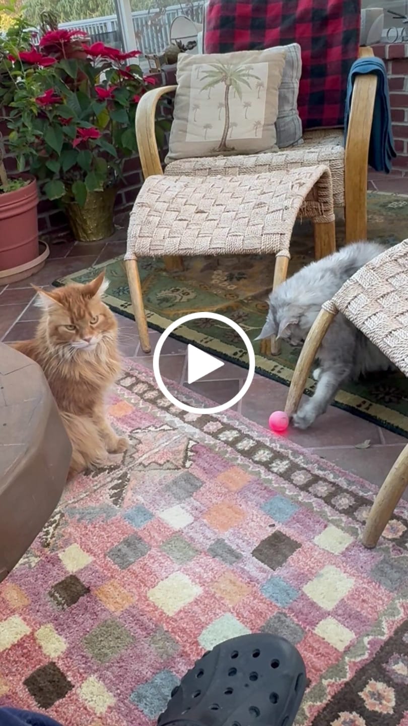 Customer video review of POWER BALL 2.0