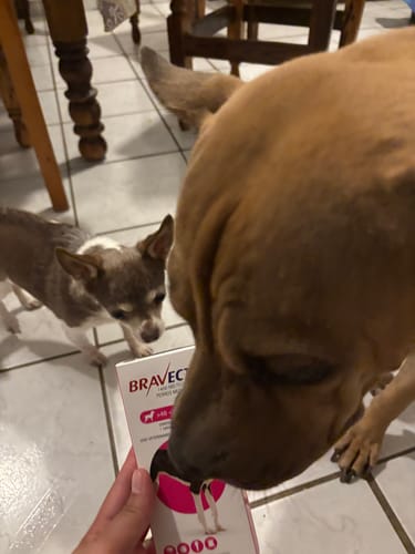 Customer photo review of Bravecto®