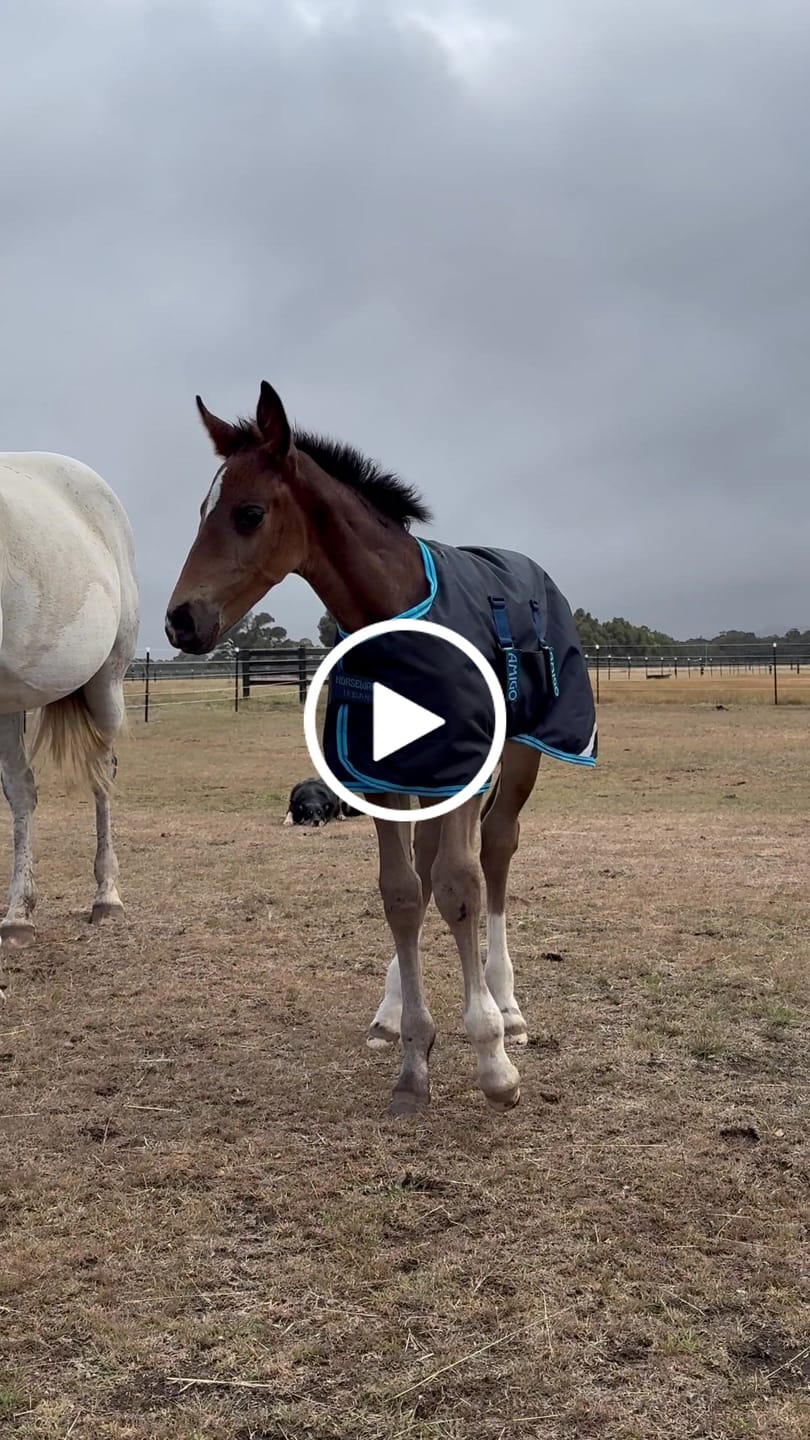 Customer video review of Amigo Foal Rug 50g