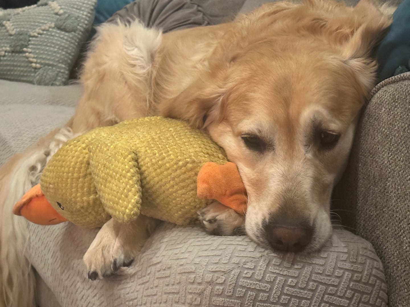 Customer photo review of Calming Duck