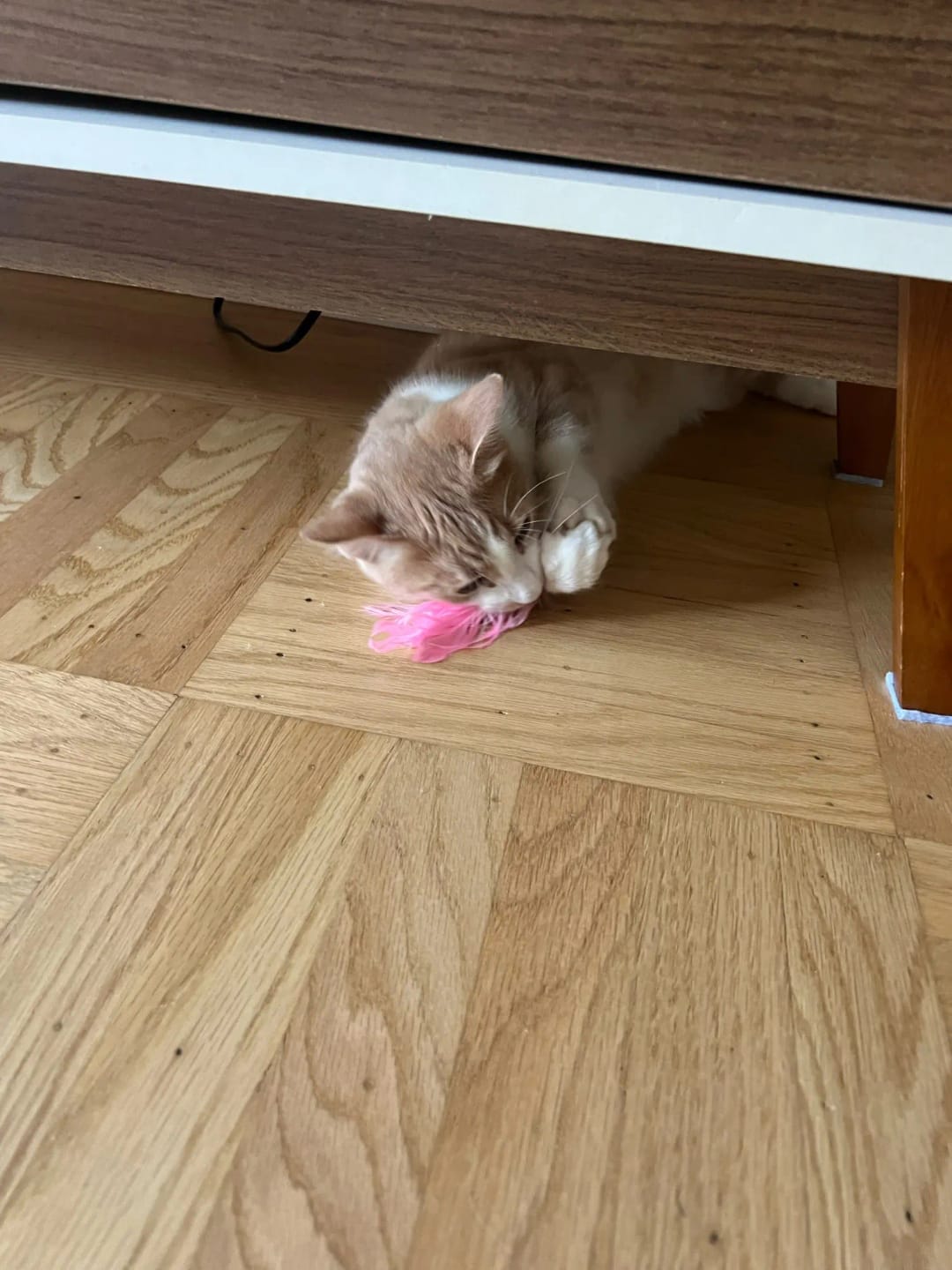 Customer photo review of Simulated Bird Wand Cat Toy