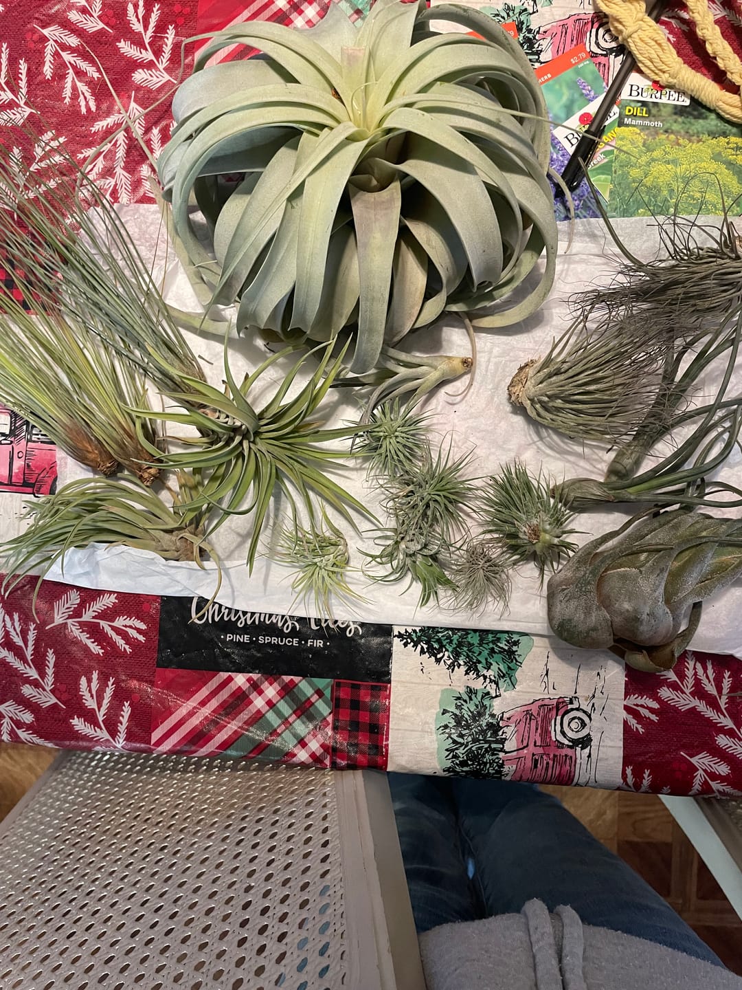 Customer photo review of B Quality Greenhouse Mix 10 Plant Pack