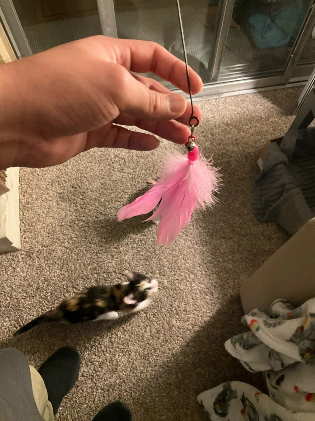 Customer photo review of Simulated Bird Wand Cat Toy