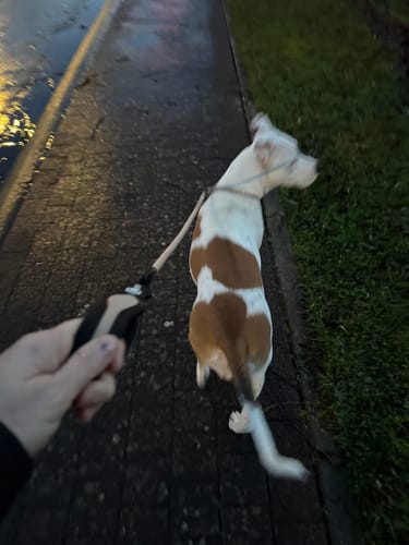 Customer photo review of Slip Training Lead | Anti Pull & No Choking -  Dark Tan