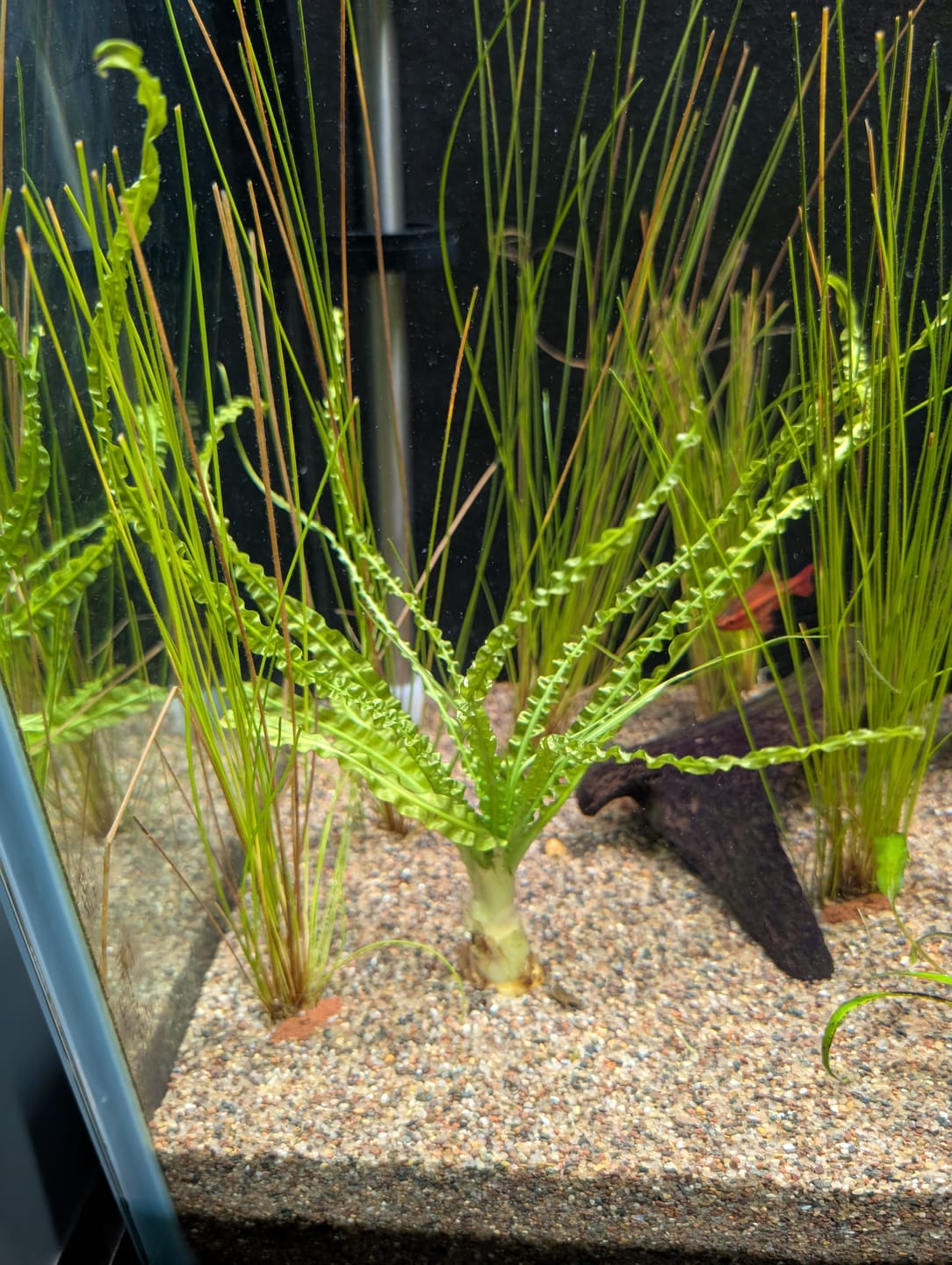 Customer photo review of CRINUM CALAMISTRATUM