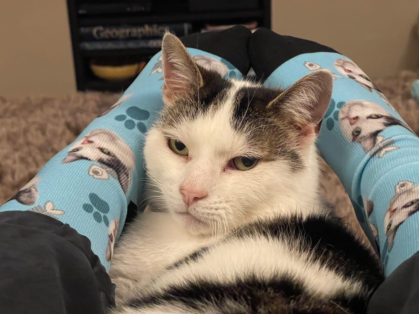 Customer photo review of FaceSock | Custom Cat Socks With Photo