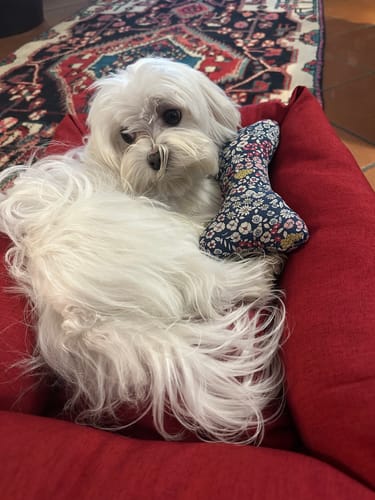 Customer photo review of Divanetto Mattias Bordeaux (Soft Touch)