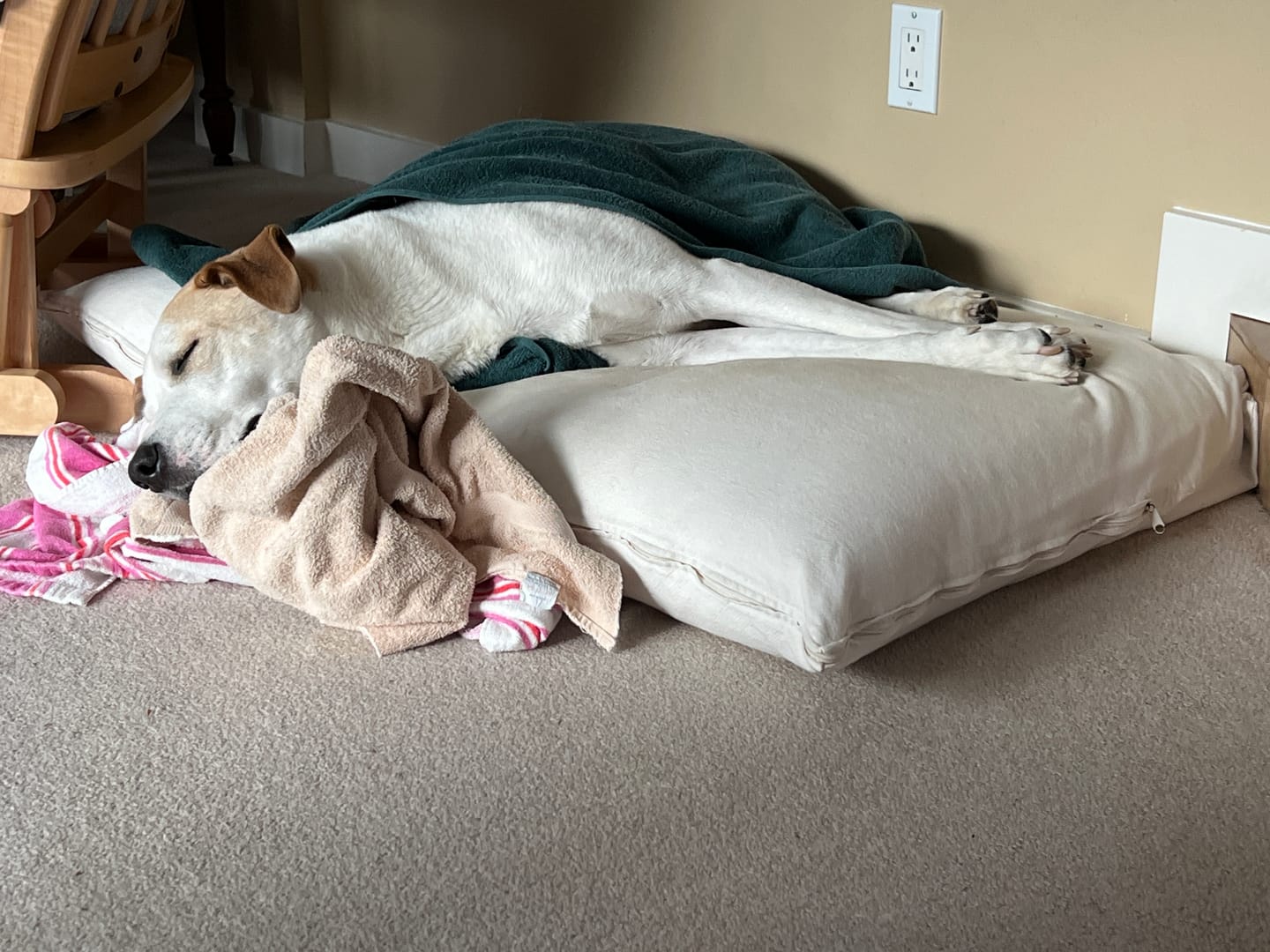 Customer photo review of Organic Cotton & Virgin Wool Dog Bed