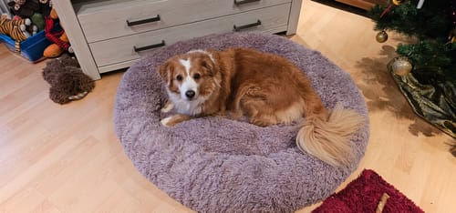 Customer photo review of Puppery Hundebett Wolke 7 - Das Original