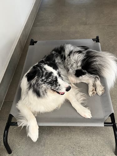 Customer photo review of NexGard Spectra®