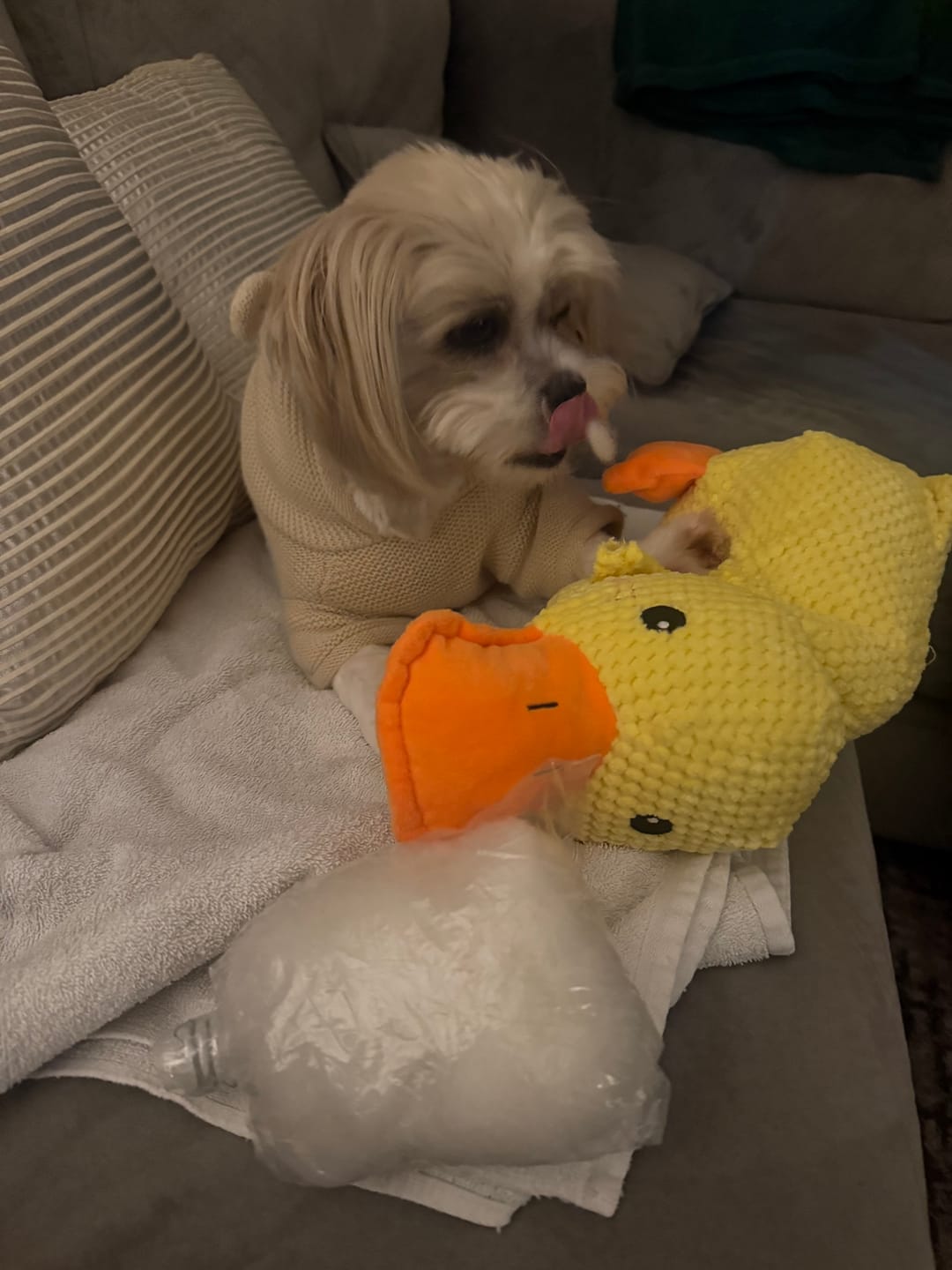 Customer photo review of Calming Duck