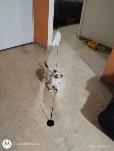 Customer photo review of Simulated Bird Wand Cat Toy