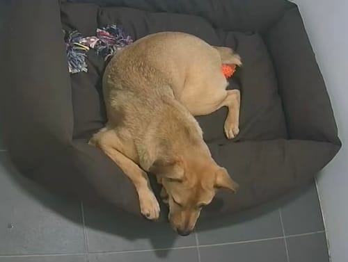 Customer photo review of Stella 經典帆布寵物睡床 深棕色 S / M / L