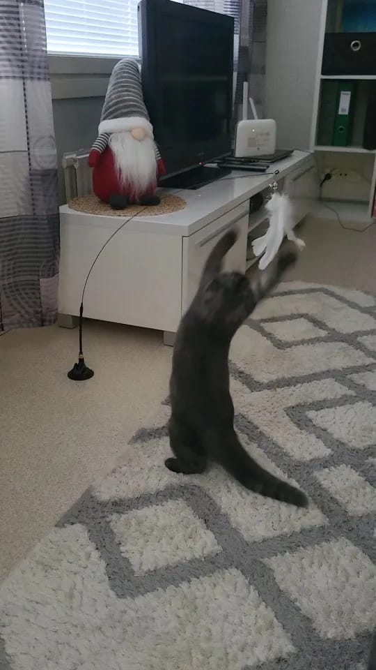Customer photo review of Simulated Bird Wand Cat Toy