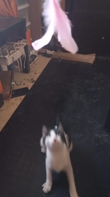Customer photo review of Simulated Bird Wand Cat Toy