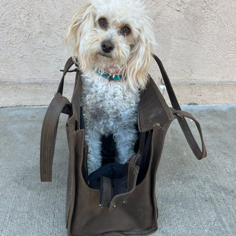 Customer photo review of Dog Travel Bag