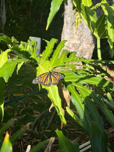 Customer photo review of (4) Classic Chrysalis Boxes + FREE GIFT (Hawaii Only)